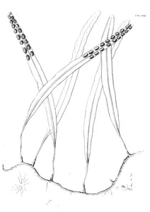 Asphodelus macrocarpus