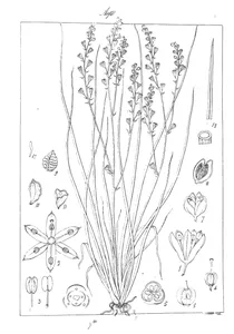 Asphodelus parviflorus