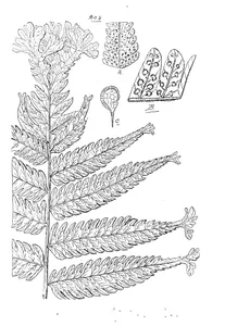 Aspidium truncatum