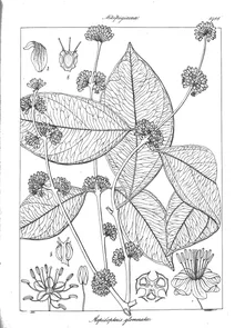 Aspidopteris glomerata