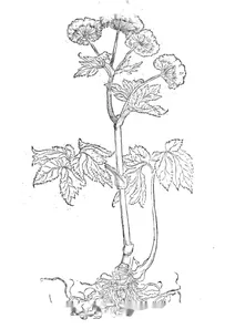 Астранція (astrantia)