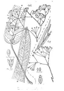 Astrotricha pterocarpa та astrotricha biddulphiana