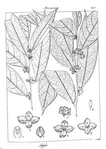 Astylis venusta