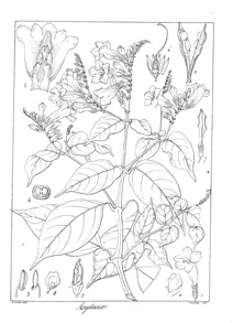 Asystasia coromandeliana