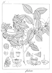 Atalantia floribunda