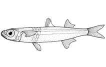 Atherinomorus lacunosus (срібляста силверсайд-рибка)