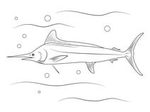 Атлантичний білий марлін (tetrapturus albidus)