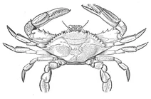 Атлантичний блакитний краб
