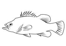 Атлантичний рекфіш (polyprion americanus)