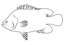 Атлантичний триплетейл (lobotes surinamensis)