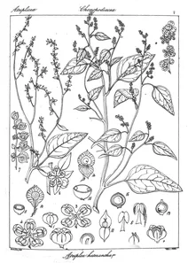 Atriplex heterantha