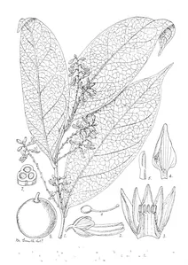 Atroxima liberica