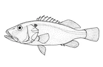 Aulacocephalus temminckii (золотосмугаста рибка-мило)