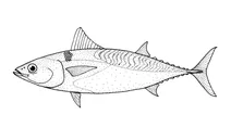 Auxis thazard (фрегатовий тунець)