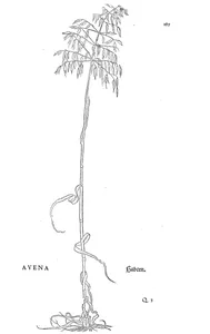 Авена