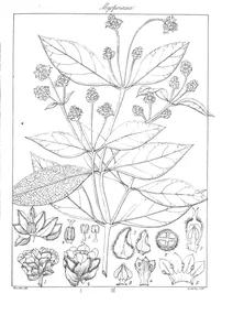 Avicennia alba