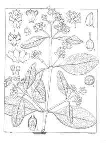 Avicennia tomentosa