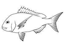 Австралазійський снаппер (chrysophrys auratus)
