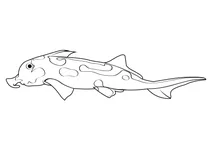 Австралійська примарна акула (callorhinchus milii)