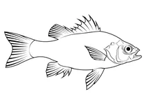 Австралійський бас (macquaria novemaculeata)