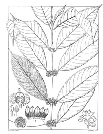 Axanthes elliptica
