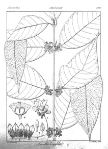 Axanthes longifolia