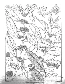 Axanthis zeylanica