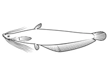 Азійський колючий сом (heteropneustes fossilis)