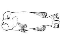 Азійський шипоголовий губан (semicossyphus reticulatus)
