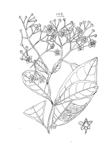 Backhousia bancroftii