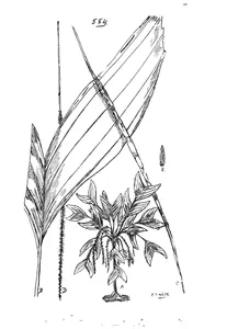 Bacularia palmeriana