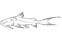 巨魾 (bagarius yarrellii)