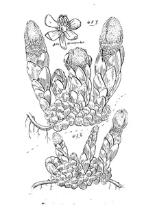 Balanophora fungosa та balanophora fungosa forma extratropica