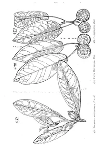 Balanops australiana та ficus henneana та ficus gracilipes