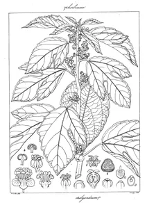 Balias permum polyandrum