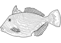 Balistapus undulatus