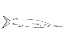 Балліху — халфбік (hemiramphus brasiliensis)