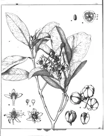 Baloghia lucida, 1904-1922