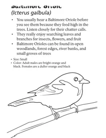 Балтиморська іволга (icterus galbula)