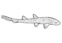 Бамбукова акула білоплямиста (chiloscyllium plagiosum)