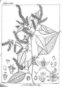 Banalia thyrsiflora