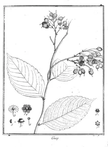 Banara guianensis aublet, 1775