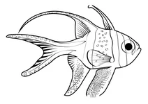 Банггайський кардиналфіш (pterapogon kauderni)