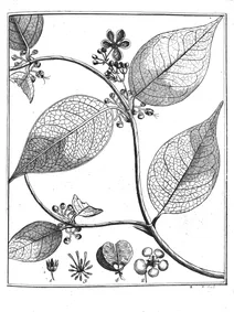 Banisteria sinemariensis aublet, 1775