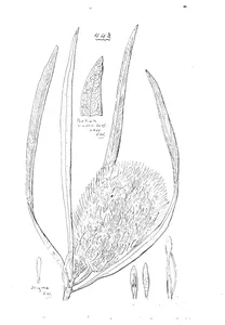 Banksia integrifolia
