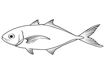 Бар-джек (caranx ruber)