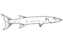Баракуда велика (sphyraena barracuda)