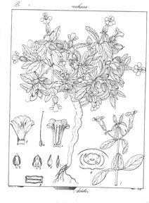 Barberia hochstetteri