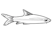 Барбус денісона (sahyadria denisonii)
