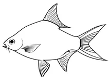 Барбус швененфельда (barbonymus schwanenfeldii)